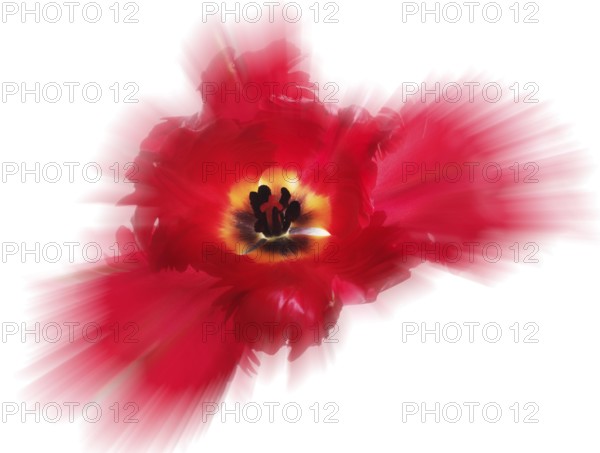 Garden tulip, Gesner's tulip, parrot tulip (Tulipa gesneriana), zoom effect