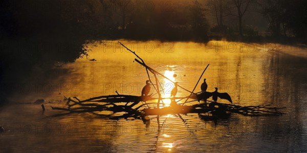 Atmospheric sunrise over the Lippe river in autumn with cormorants, Lippeaue, Lippstadt, North Rhine-Westphalia, Germany