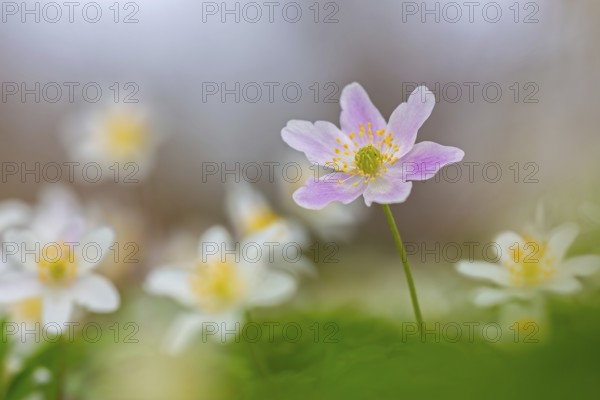 Pink wood anemone among colonial growth of white anemones / European thimbleweed (Anemone nemorosa) flowering in spring forest