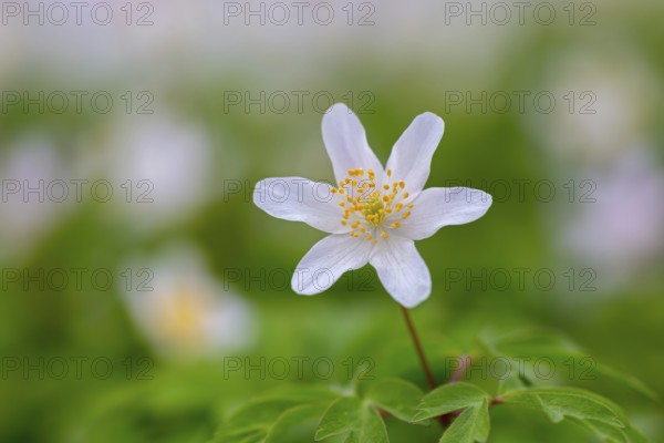 Wood anemone / European thimbleweed (Anemone nemorosa) close-up of white flower showing yellow stamen blooming in spring forest