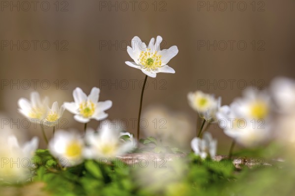 Colonial growth of wood anemones / European thimbleweed (Anemone nemorosa) white flowers blooming in spring forest
