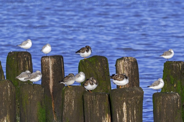 Sanderlings, ruddy turnstones and purple sandpiper in winter plumage resting on wooden breakwater, high tide refuge during flooding in late autumn