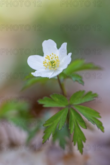 Wood anemone / European thimbleweed (Anemone nemorosa) close-up of white flower showing yellow stamen blooming in spring forest