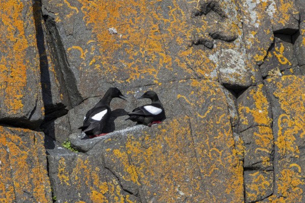 Black guillemot / tystie (Cepphus grylle) pair in breeding plumage resting on rock ledge in sea cliff along the Svalbard coast in summer, Spitsbergen
