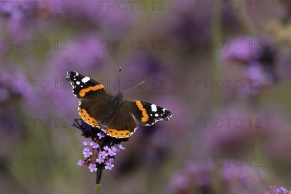 Red admiral butterfly (Vanessa atalanta) adult insect feeding on garden purple Verbena flowers in the summer, England, United Kingdom