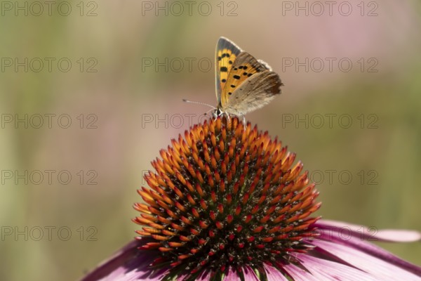 Small copper butterfly (Lycaena phlaeas) adult insect feeding on a Coneflower (Echinacea purpurea) plant flower in summer, England, United Kingdom