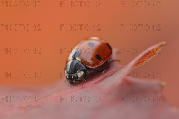 Seven-spot ladybird (Coccinella septempunctata) adult insect on a fallen red tree leaf in autumn, England, United Kingdom