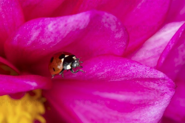 Seven-spot ladybird (Coccinella septempunctata) adult insect on a garden Dahlia flower in summer, England, United Kingdom