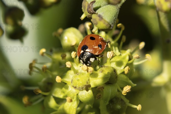 Seven-spot ladybird (Coccinella septempunctata) adult insect on an Ivy plant flower in summer, England, United Kingdom