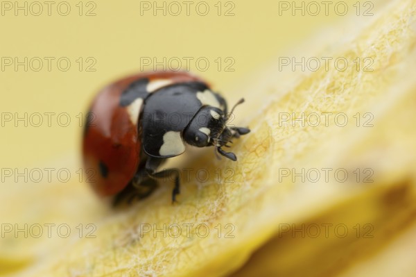 Seven-spot ladybird (Coccinella septempunctata) adult insect on a fallen yellow tree leaf in autumn, England, United Kingdom