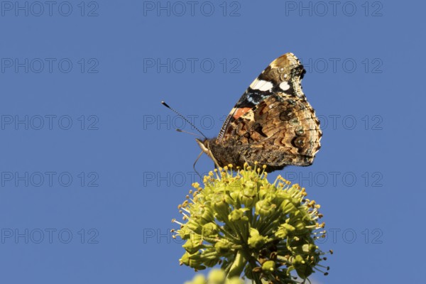 Red admiral butterfly (Vanessa atalanta) adult insect feeding on Ivy flowers in the summer, England, United Kingdom