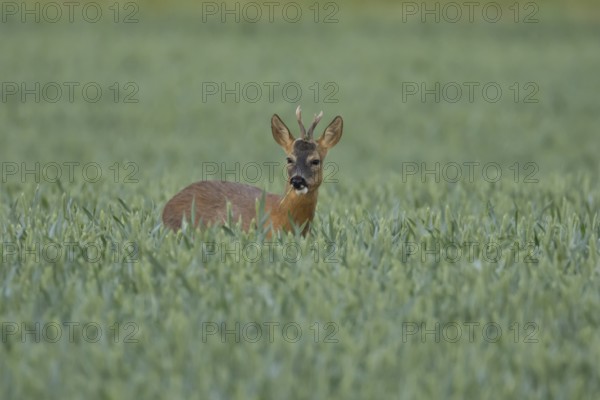 Roe deer (Capreolus capreolus) adult animal male roebuck in a farmland wheat field in summer, England, United Kingdom