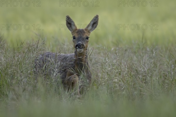 Roe deer (Capreolus capreolus) adult animal female doe in a farmland cereal field in summer, England, United Kingdom