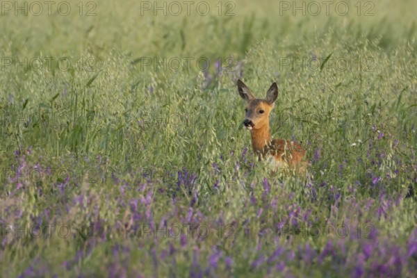 Roe deer (Capreolus capreolus) adult animal female doe in a farmland cereal field with purple vetch flowers in summer, England, United Kingdom