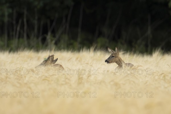 Roe deer (Capreolus capreolus) adult male roebuck and female doe two animals in a farmland barley field in summer, England, United Kingdom