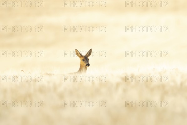 Roe deer (Capreolus capreolus) adult animal female doe in a farmland barley field in summer, England, United Kingdom