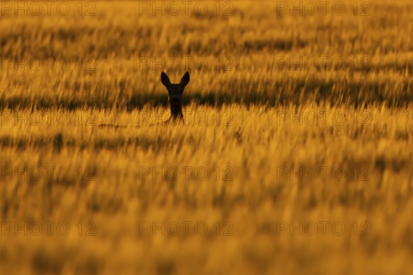 Roe deer (Capreolus capreolus) silhouette of an adult animal female doe in a farmland barley field in summer at sunset, England, United Kingdom