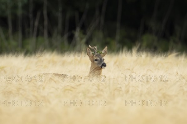 Roe deer (Capreolus capreolus) adult animal male roebuck in a farmland barley field in summer, England, United Kingdom