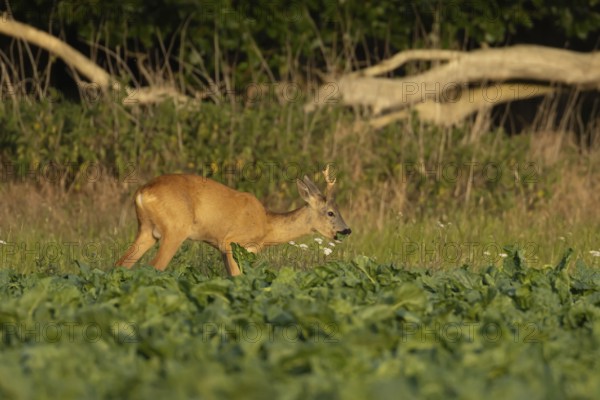 Roe deer (Capreolus capreolus) adult animal male roebuck feeding in a farmland sugarbeet field in summer, England, United Kingdom