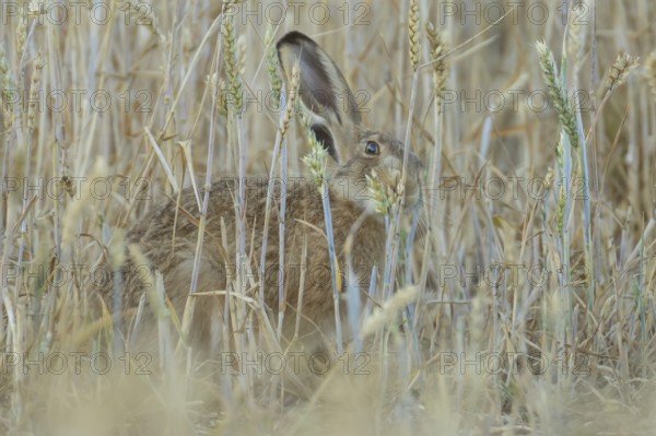 European brown hare (Lepus europaeus) adult animal feeding on a wheat sheath in a farmland field in summer, England, United Kingdom