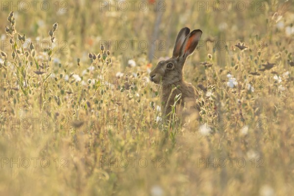 European brown hare (Lepus europaeus) adult animal amongst wildflowers in a farmland field in summer, England, United Kingdom