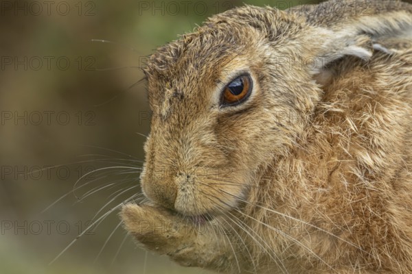 European brown hare (Lepus europaeus) adult animal washing its foot, England, United Kingdom