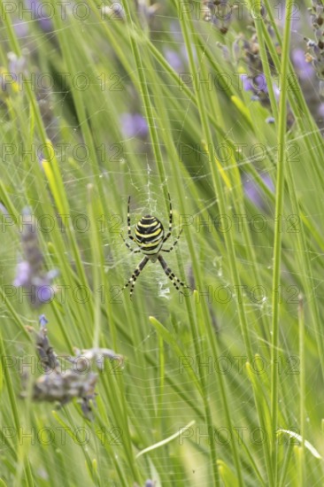 Wasp spider (Argiope bruennichi) adult in its web amongst lavender plants in the summer, England, United Kingdom