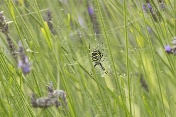 Wasp spider (Argiope bruennichi) adult in its web amongst lavender plants in the summer, England, United Kingdom