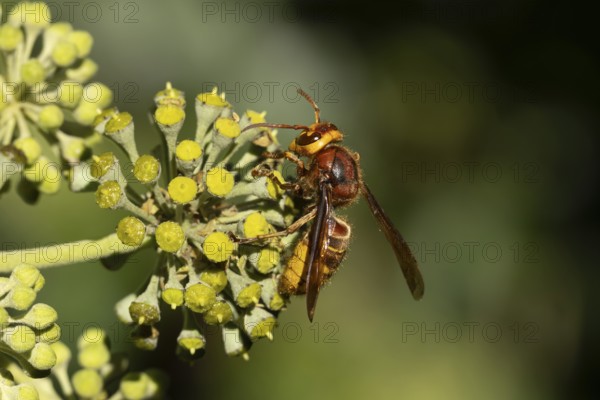 European hornet (Vespa crabro) adult wasp insect feeding on Ivy flowers in the summer, England, United Kingdom
