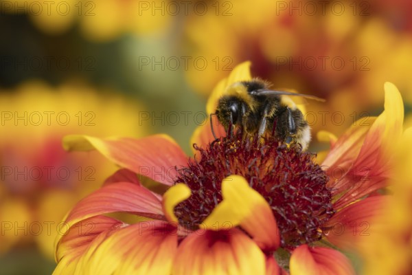 Buff tailed bumblebee (Bombus terrestris) adult bee insect feeding on garden Gaillardia flower in the summer, England, United Kingdom