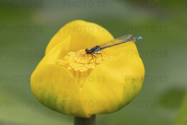 Red eyed damselfly (Erythromma najas) adult insect on a yellow water lily flower in a garden pond in the summer, England, United Kingdom