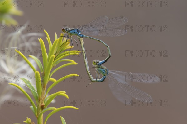 Red eyed damselfly (Erythromma najas) two adult insects mating on a Yew tree leaf in the summer, England, United Kingdom
