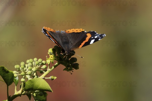 Red admiral butterfly (Vanessa atalanta) adult insect feeding on Ivy flowers in the summer, England, United Kingdom