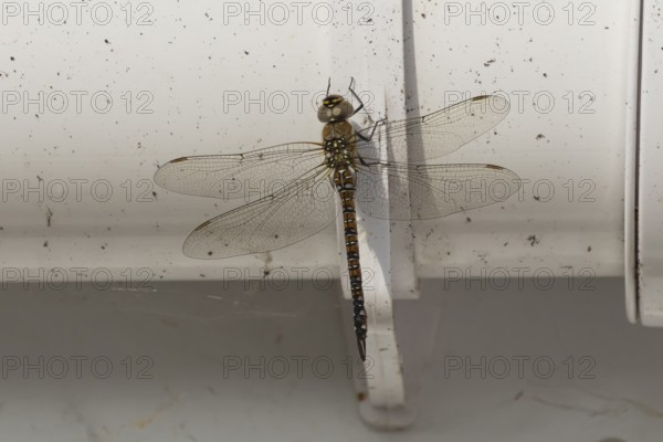 Migrant hawker dragonfly (Aeshna mixta) adult insect resting on a house gutter in the summer, England, United Kingdom