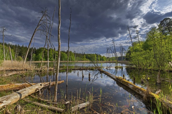 Schweingartensee in spring, lake in the Serrahn Hills, Serrahner Berge, Mecklenburgische Seenplatte district in Mecklenburg-Vorpommern, Germany