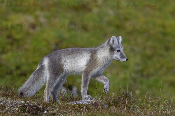 Arctic fox, polar fox (Vulpes lagopus) in summer coat foraging on the tundra, Svalbard, Spitsbergen, Norway