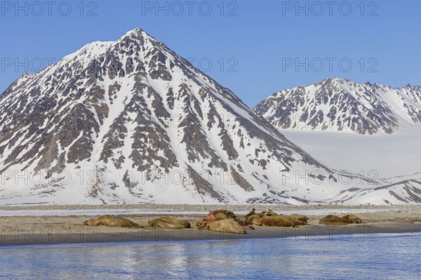 Atlantic walruses (Odobenus rosmarus) colony resting at terrestrial haulout, haul-out on beach along the coast of Svalbard, Spitsbergen in summer