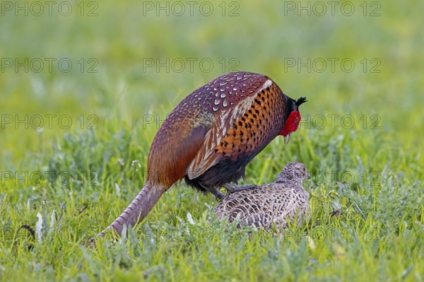 Common pheasant (Phasianus colchicus) male, cock mating with female, hen in field during the breeding season in spring