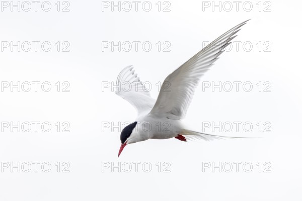 Arctic tern (Sterna paradisaea) in flight against white sky in summer