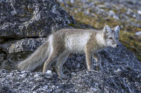 Arctic fox, polar fox (Vulpes lagopus) in summer coat foraging along rock face showing camouflage colours, Svalbard, Spitsbergen, Norway