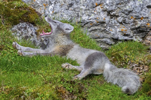 Arctic fox, polar fox (Vulpes lagopus) in summer coat resting on the tundra and showing teeth while yawning, Svalbard, Spitsbergen, Norway