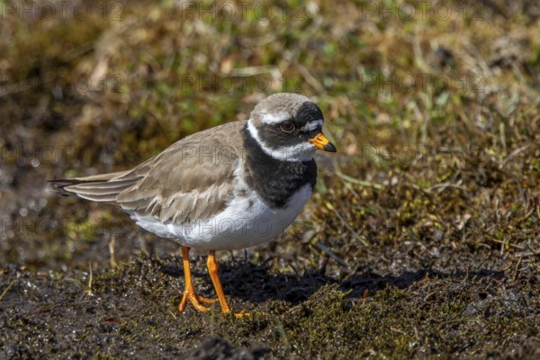 Common ringed plover (Charadrius hiaticula psammodromus) adult in breeding plumage foraging in wetland in spring, Svalbard, Spitsbergen, Norway
