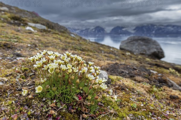 Tufted alpine saxifrage, tufted saxifrage (Saxifraga cespitosa, Saxifraga caespitosa) in flower on the Arctic tundra, Svalbard, Spitsbergen, Norway