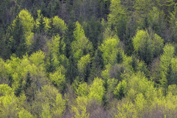 Aerial view over conifers and European beeches, common beech trees (Fagus sylvatica) showing canopy with new fresh leaves in mixed forest in spring