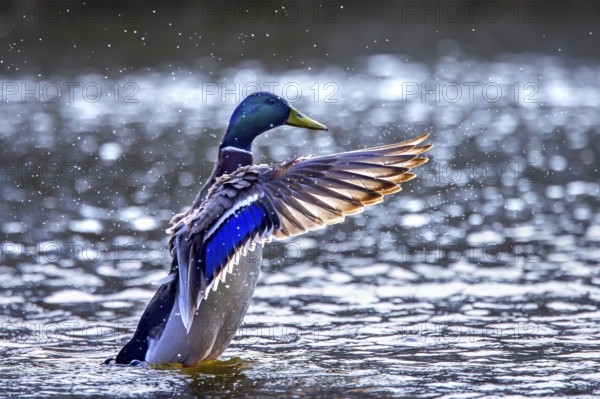 Mallard, wild duck (Anas platyrhynchos) adult male, drake flapping wings while swimming in pond in late winter, early spring