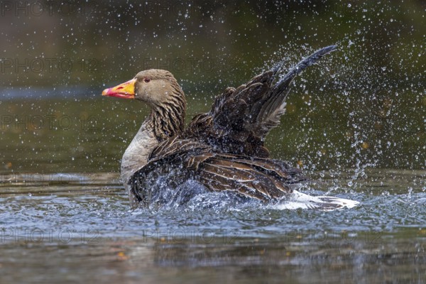 Greylag goose, graylag goose (Anser anser) bathing by splashing water with wings in pond in spring