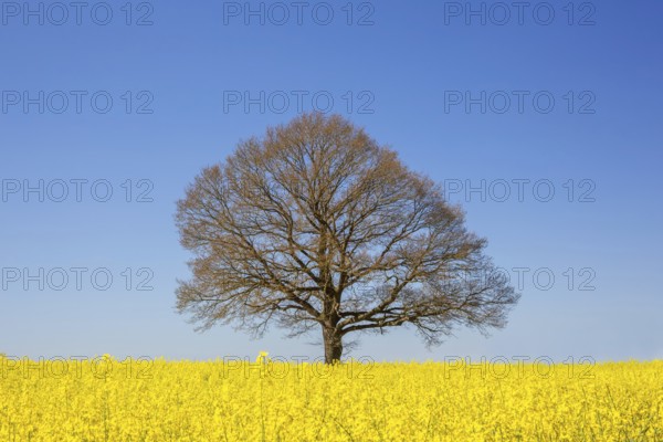 Aerial view over solitary common oak, pedunculate oak, English oak (Quercus robur) tree with bare branches in yellow flowering rape field in spring