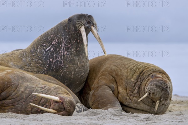 Atlantic walruses (Odobenus rosmarus) colony resting at terrestrial haulout / haul-out on beach along the coast of Svalbard / Spitsbergen in summer