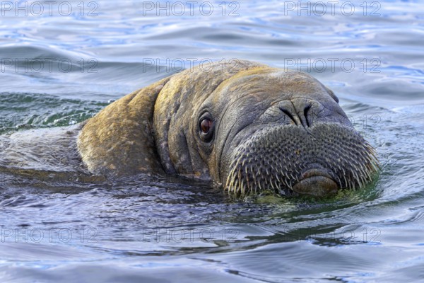 Walrus (Odobenus rosmarus) close-up of young male / bull showing whiskers while swimming in the Arctic Ocean along the coast of Svalbard / Spitsbergen