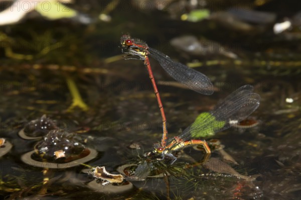 Large red damselfly (Pyrrhosoma nymphula) two adult insects mating on the water surface of a garden pond in the summer, England, United Kingdom